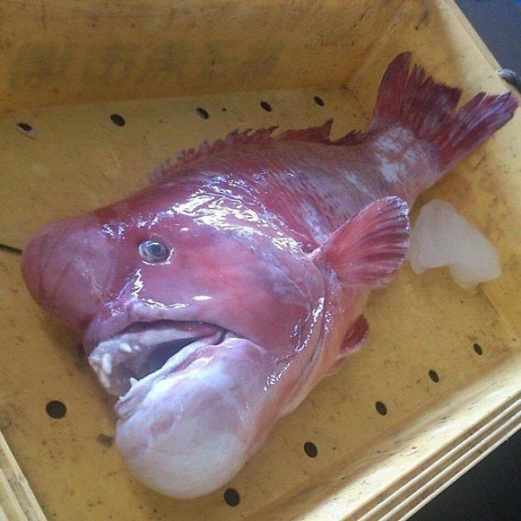 как называется рыба с человеческим лицом в китае