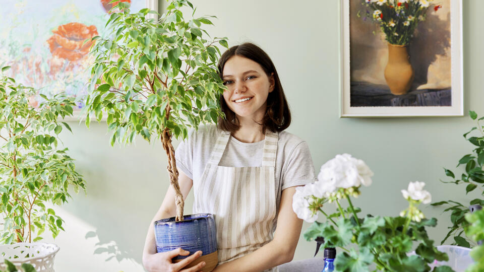 Gardening of apartment with house plants, new trend urban jungle, teenage girl caring for potted plant, Benjamin's ficus tree