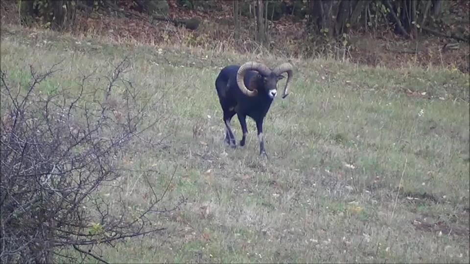 VIDEO Nie je čert, ako čert. Pozrite si tohto zaujímavého muflóna