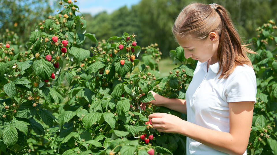 Young,Girl,Gardener,In,White,T-shirt,Gather,A,Harvest,Raspberry