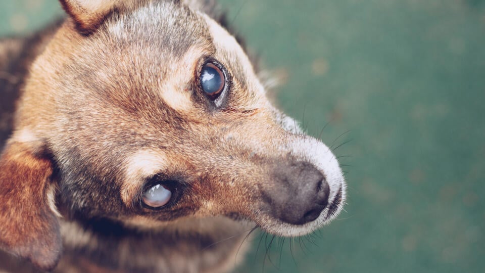 Blind,Dog,,Eye,Cataract.