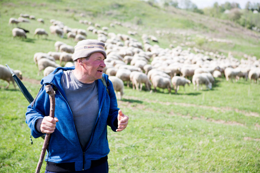 Производство брынзы на Липтовском молочном заводе, Липтовски Микулаш. На фото пастух Душан Скубик пасет овец, из молока которых делают брынзу.