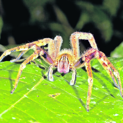 Na týchto si treba dať pozor: 5 najjedovatejších pavúkov sveta