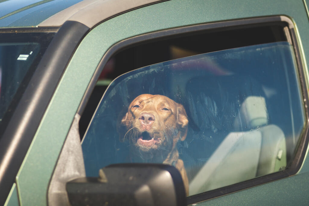 Dog,In,Drivers,Seat,Of,Green,Vehicle,With,Windows,Open