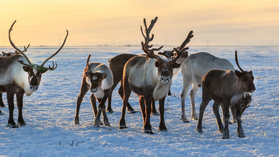 Herd,Of,Reindeer,In,Winter,Weather,,Pasture,Reindeer