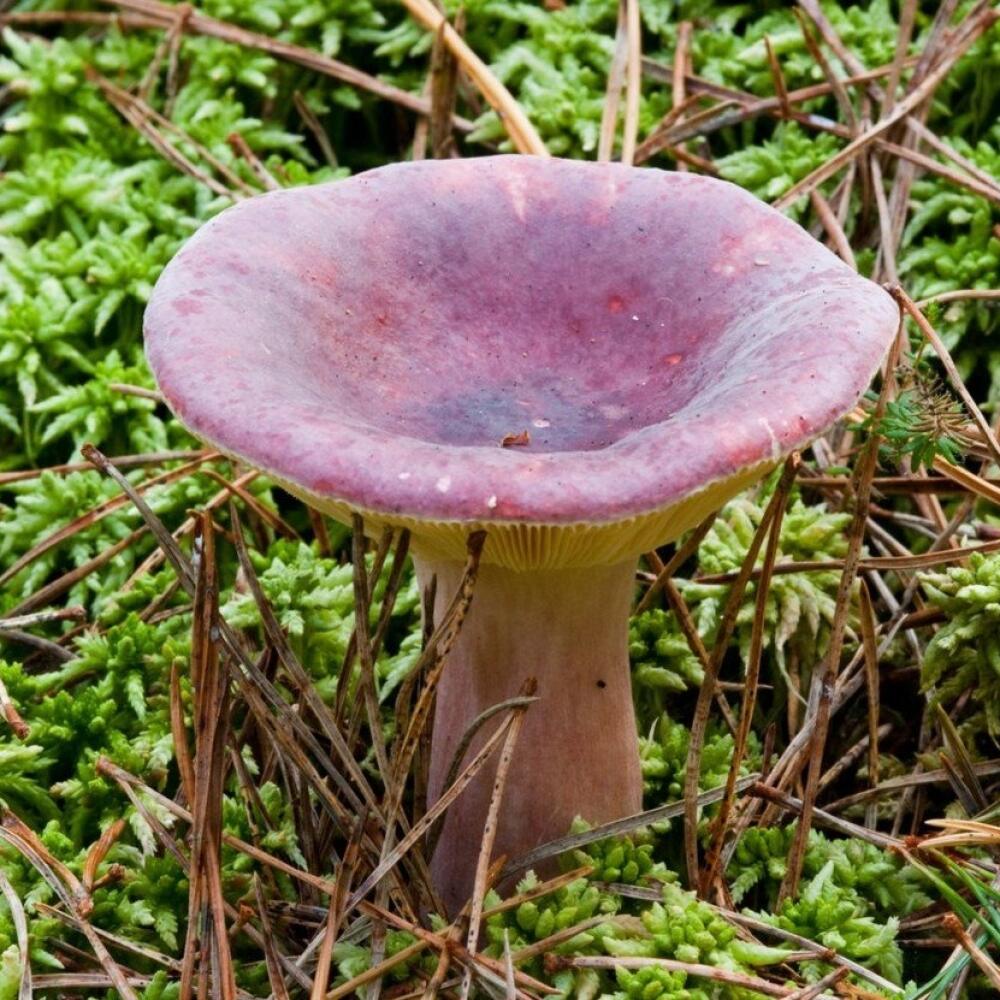 RuDo košíka, alebo nechať v lese? Viete ktorý druh je na obrázku?ssula aquosa