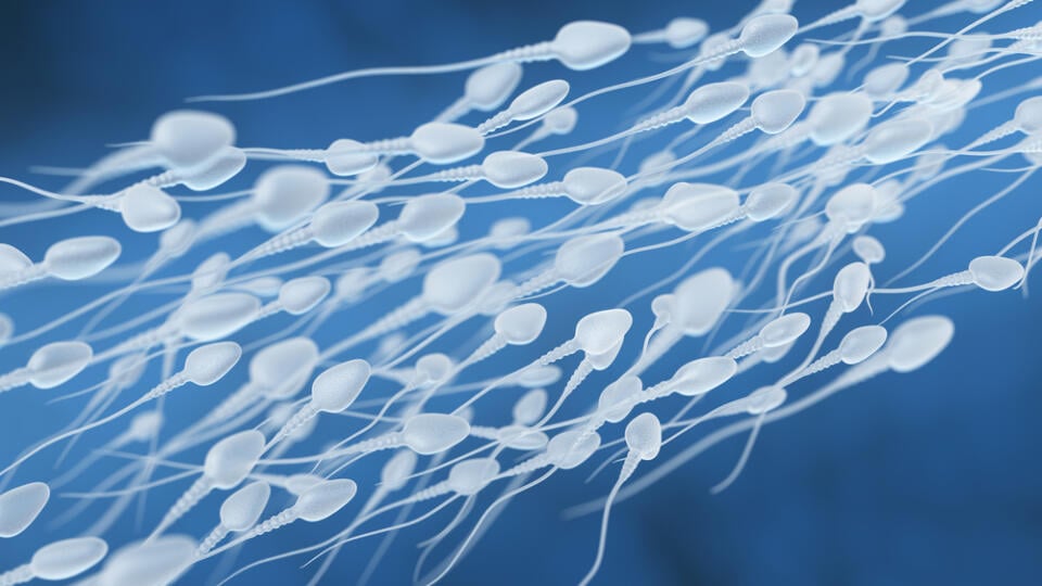 3d,Illustration,Of,Sperm,Going,For,The,Egg