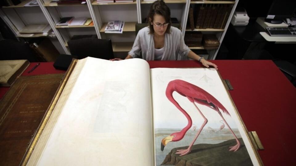 Kniha Birds of America pochádza z 19. storočia a vznikala 12 rokov, počas ktorých jej autor John James Audubon cestoval naprieč Amerikou, poľoval na vtáky a maľoval ich v životnej veľkosti.