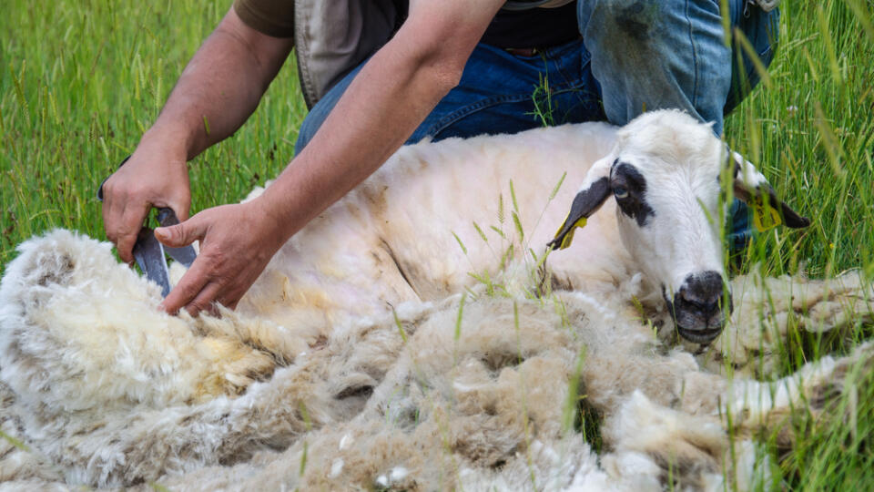 Sheep,Shearing