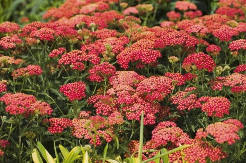Rebríček ‘Cerise Queen’ je nádhernou ozdobou trvalkových záhonov.