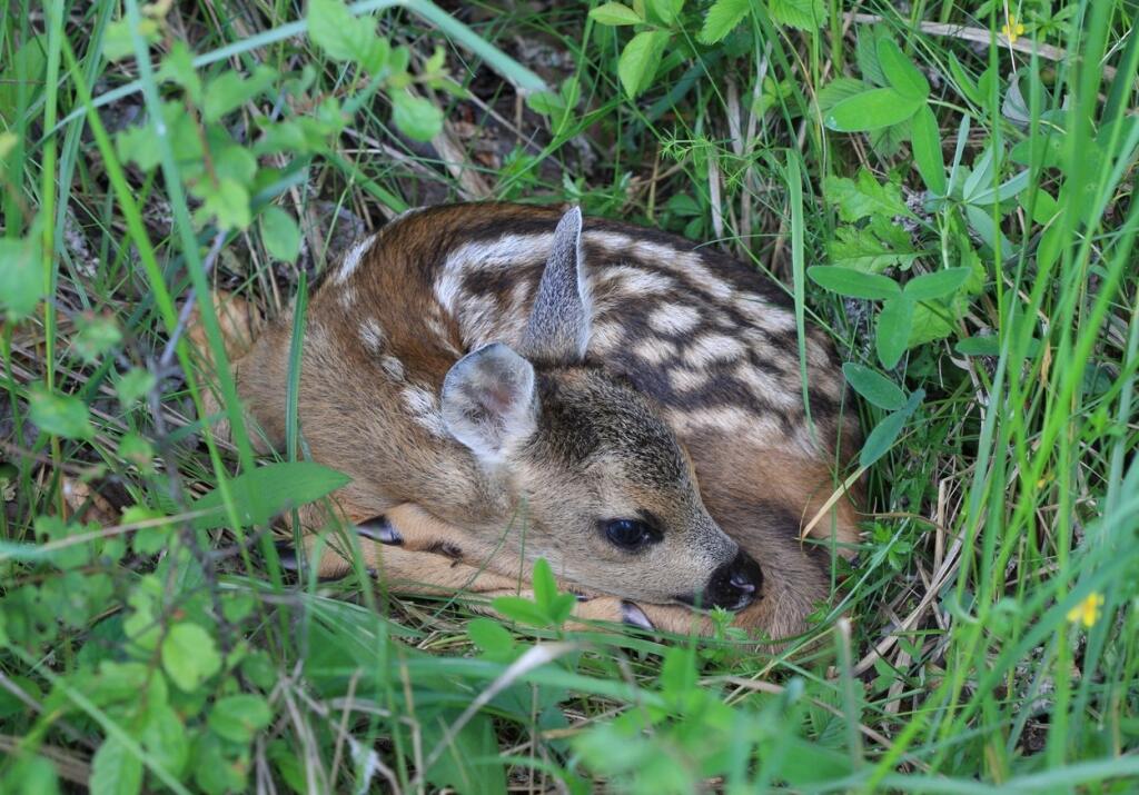 capreolus capreolus, fawn, cub, srnča