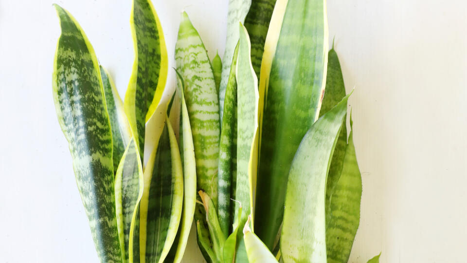 Sansevieria, Svokrine jazyky,rozmnožovanie delením