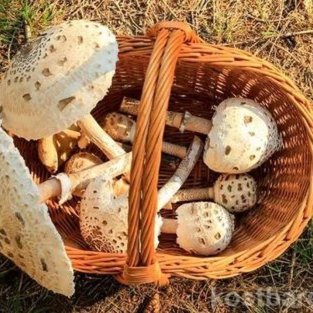 Bedle sú vyhľadávanou pochúťkou hubárov.