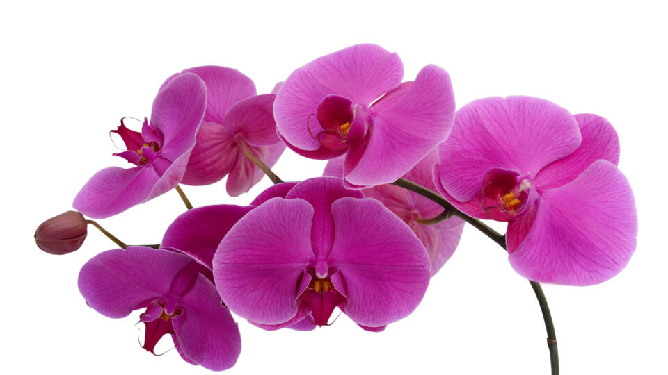 Skvostné orchidey