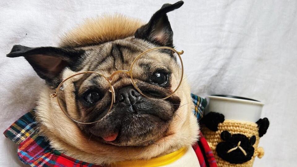 Doug the Pug vyhráva jednu cenu za druhou...