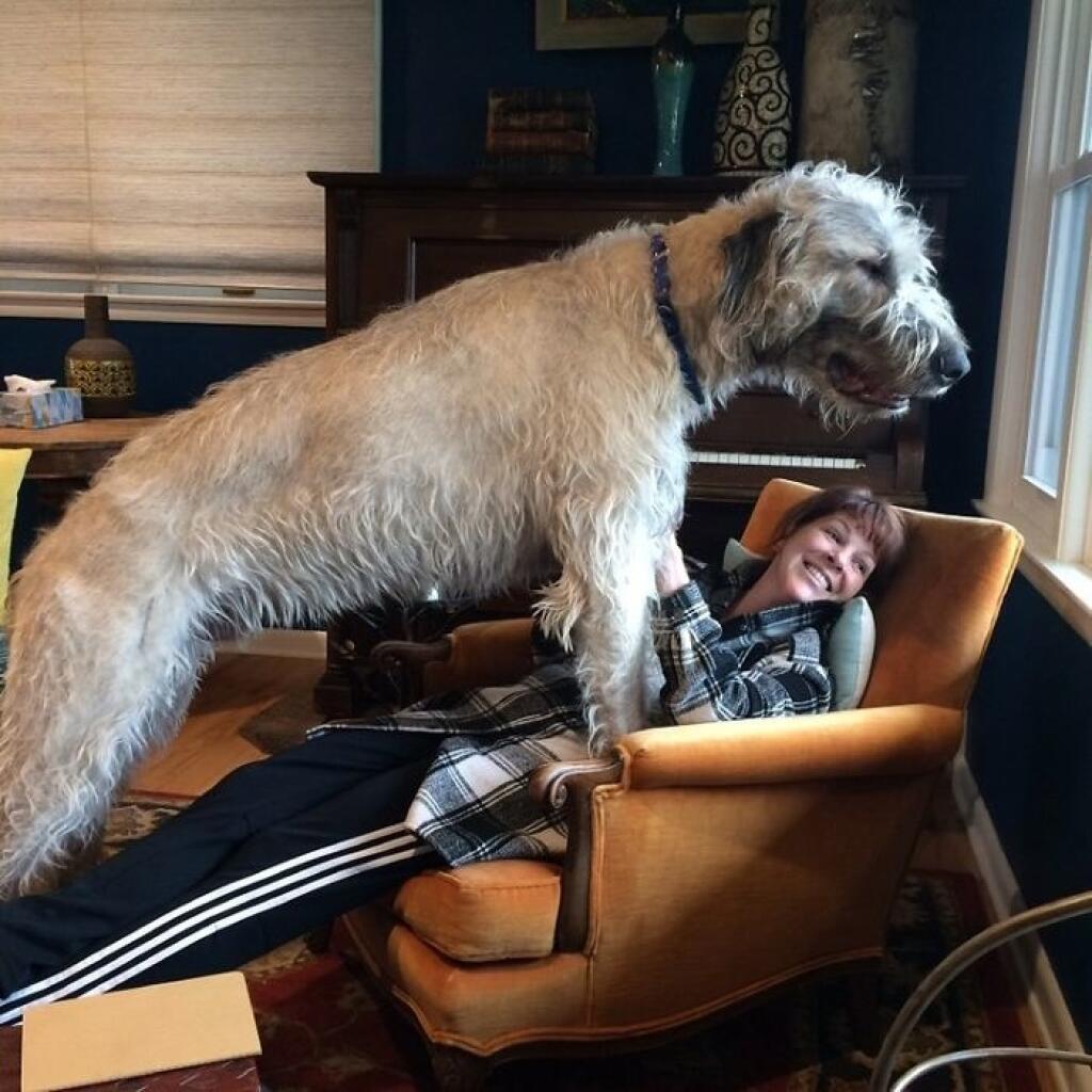 Самая большая собака ирландский волкодав
