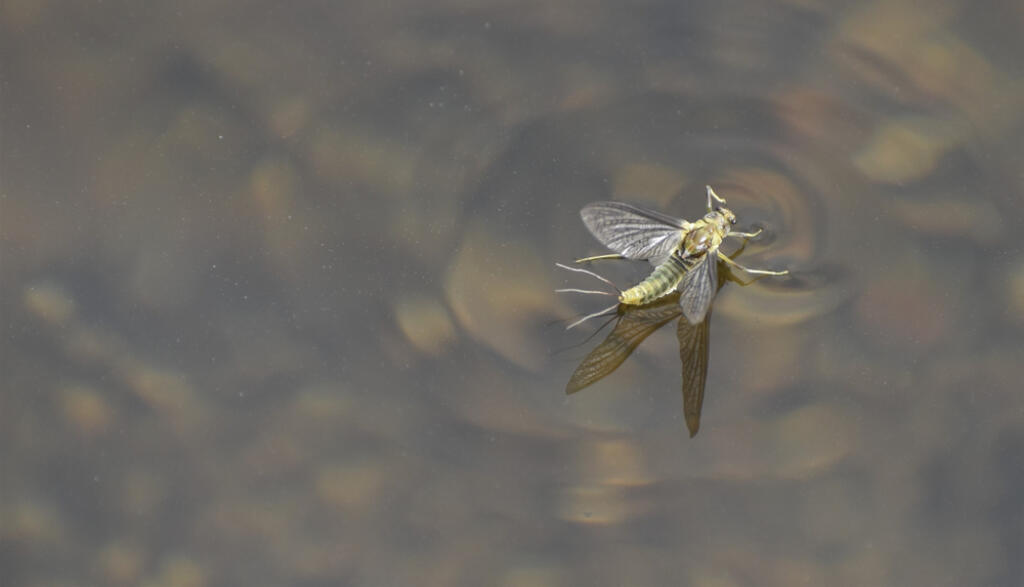 Mayfly,Sitting,On,The,Surface,Of,Water,,Stuck,By,The