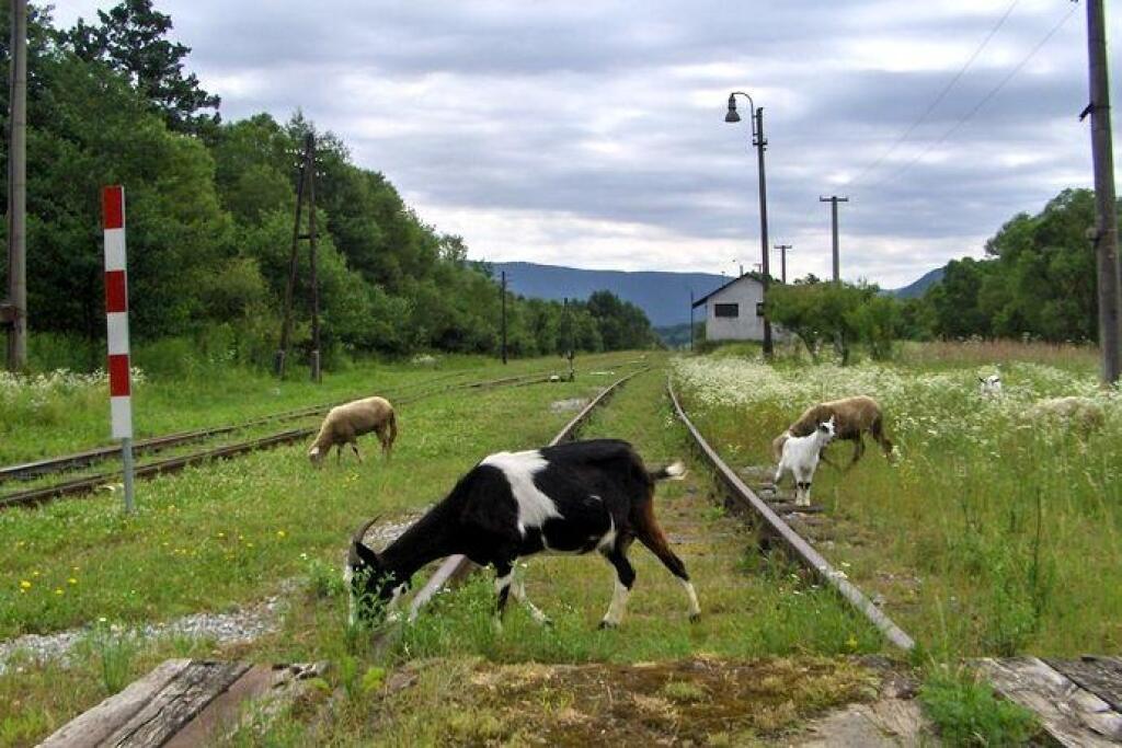Na prázdnych koľajách porastie tráva
