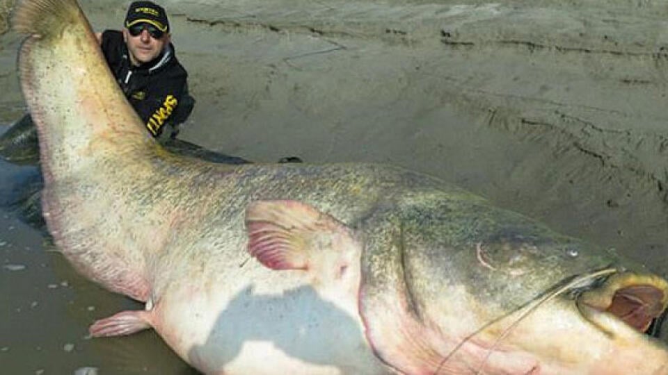 screenshot, worldnewsdailyreport.com