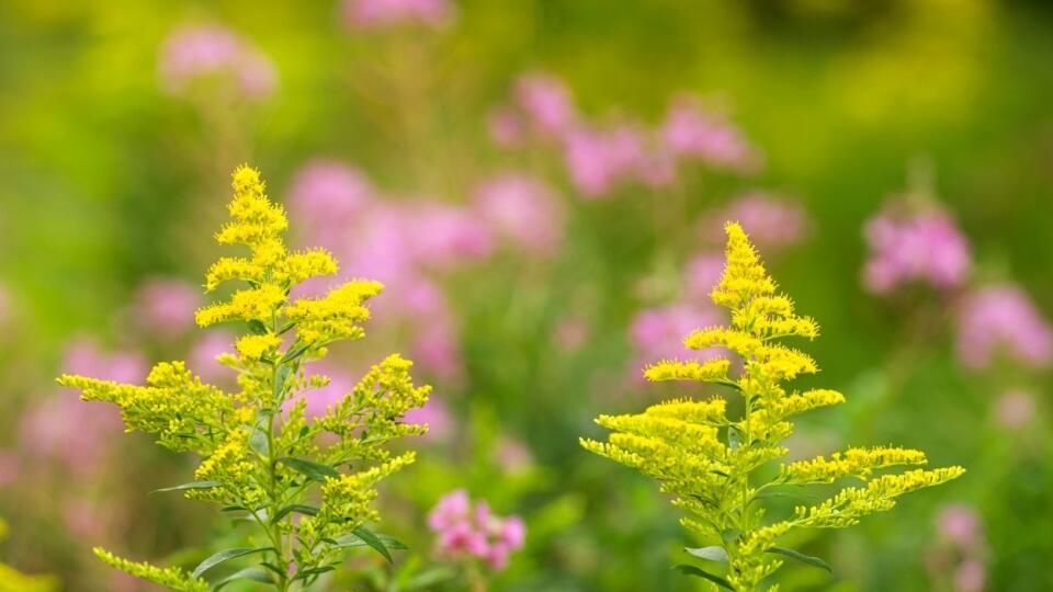 Zlatobyľ kanadská (Solidago canadensis) 