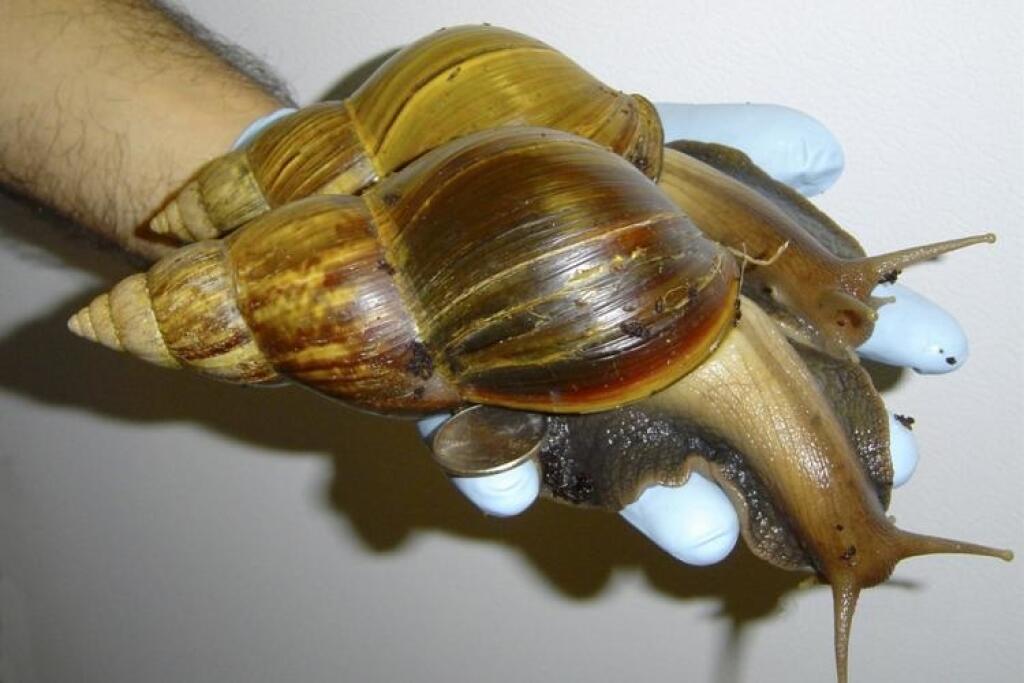 Giant African Land Snail. Улитка ахатина желтая белая большая. Улитки во Флориде. Ахатины в природе Флорида фото. Улитка является органом