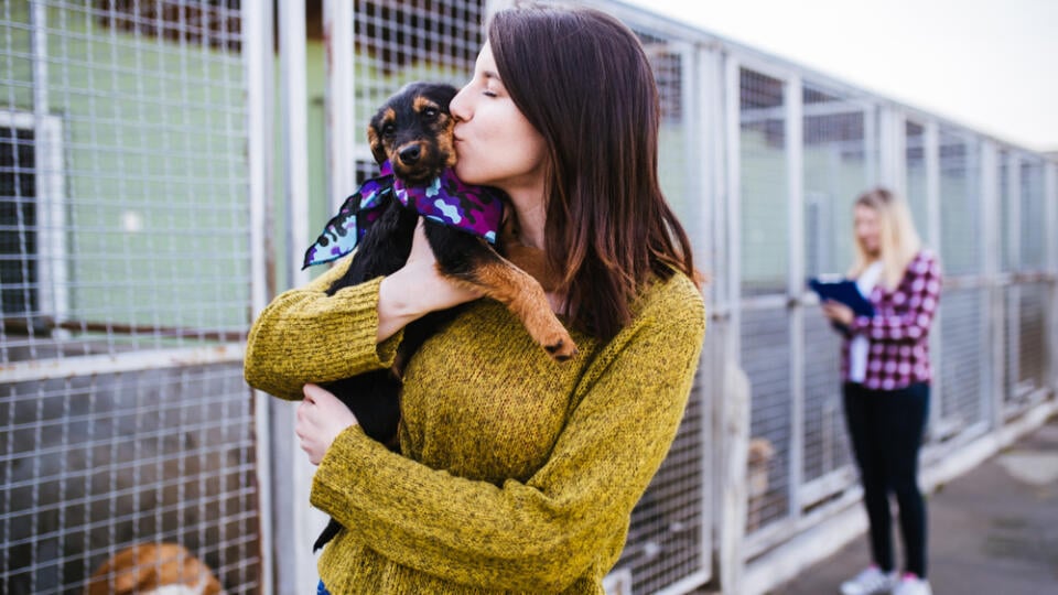 Young,Woman,With,Worker,Choosing,Which,Dog,To,Adopt,From