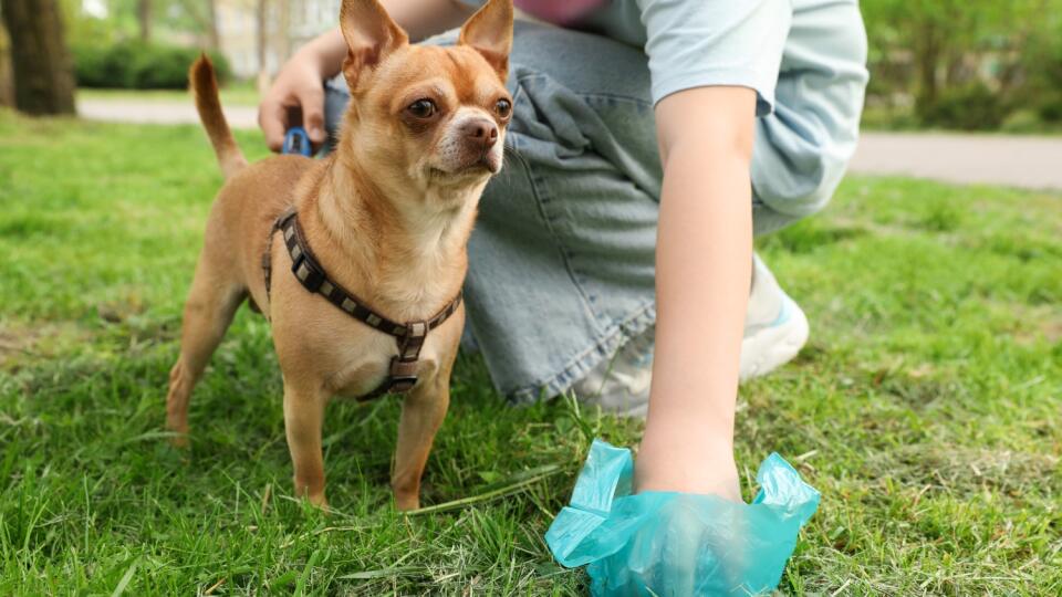 Woman,Picking,Up,Her,Dog's,Poop,From,Green,Grass,In