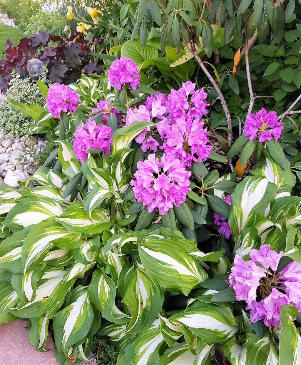 Fialovo kvitnúci rododendron pekne vynikne v spoločnosti funkií.