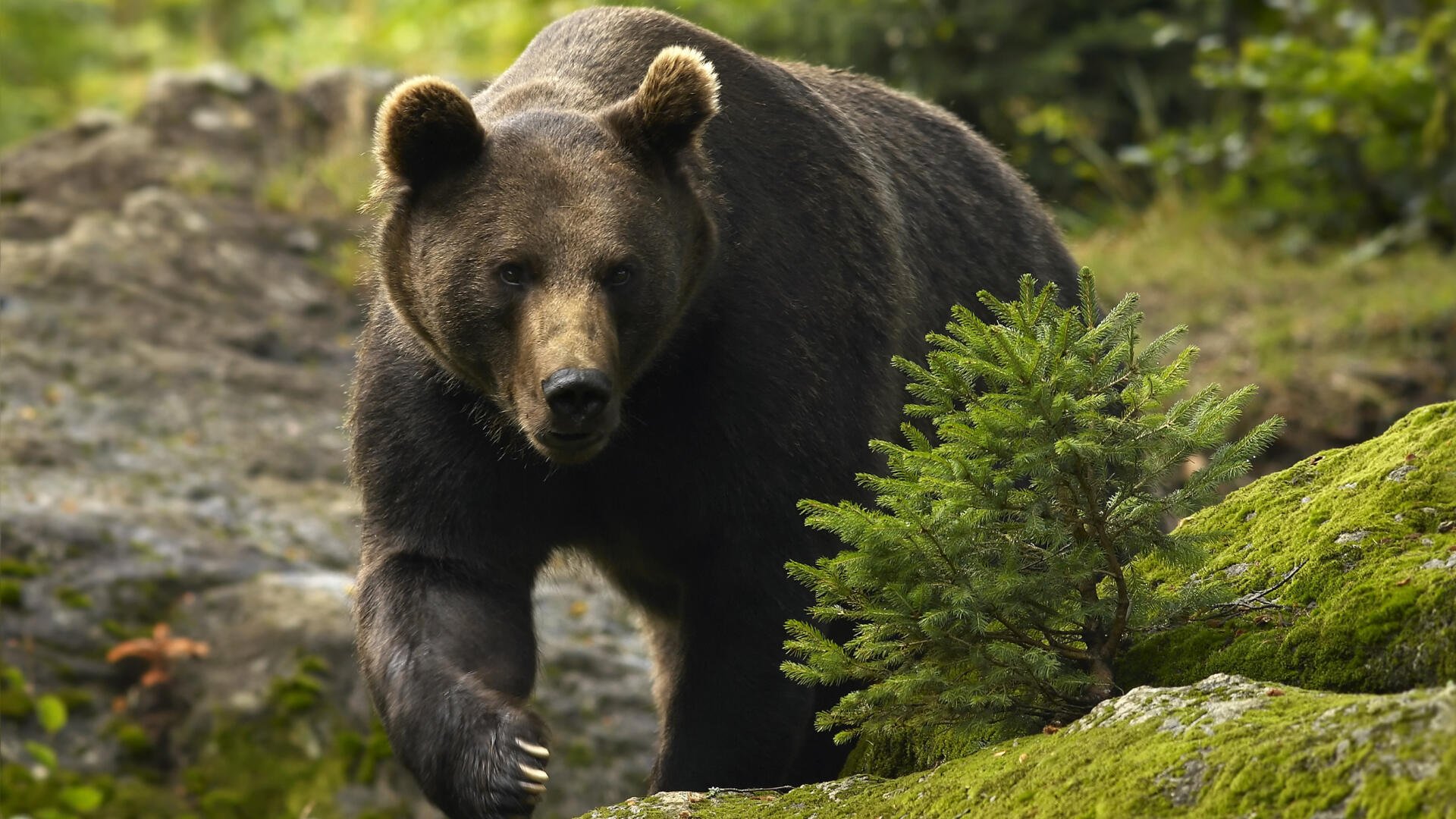 Медведь. Медведь в тайге. Гризли. Медведь на фоне деревьев. Медведь умеет читать