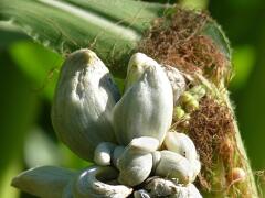 Huitlacoche: Plesnivá kukurica či kulinársky zázrak?
