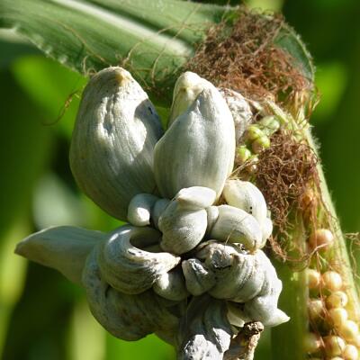 Huitlacoche: Plesnivá kukurica či kulinársky zázrak?