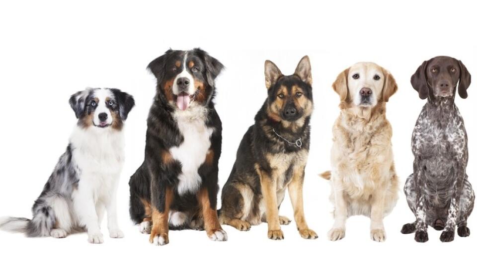 big dogs free