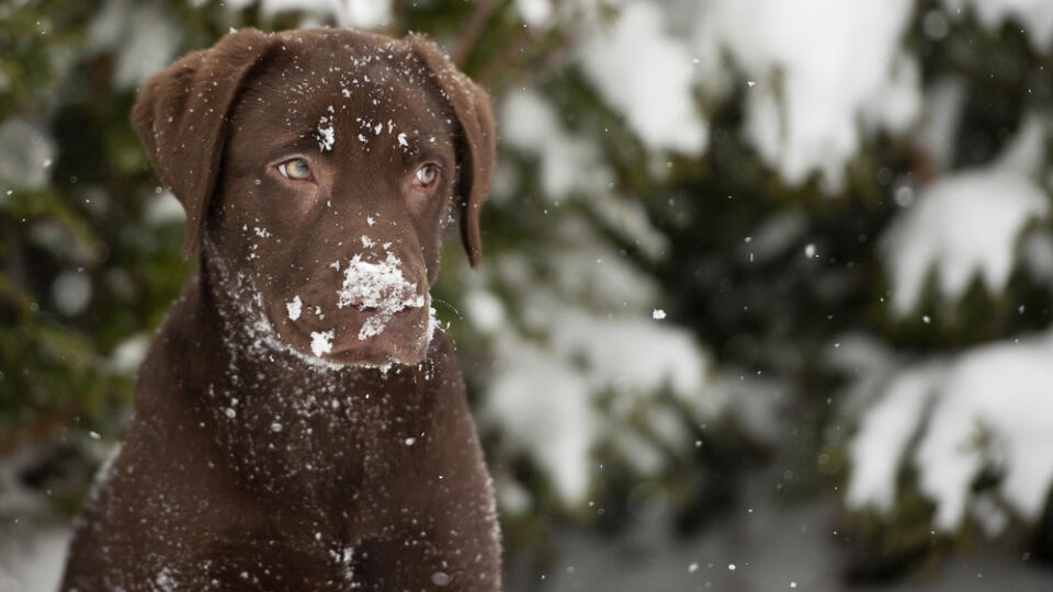 Brown,Labrador,Upset,At,The,Snow