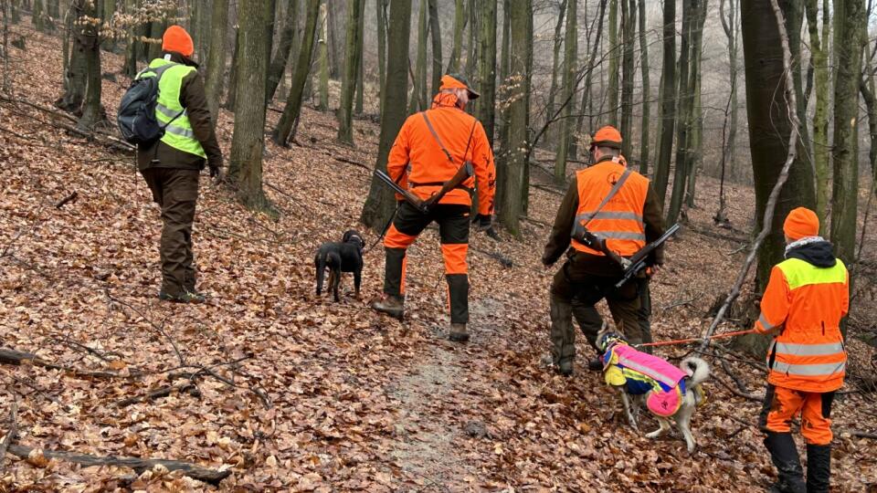 Spoločná poľovačka na diviačiu zver - Mestské lesy Bratislava