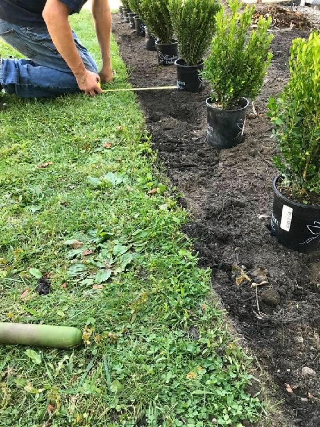 V prvom roku po výsadbe na jar živý plot zrežte asi 10-15 cm nad zemou, aby sa konáriky rozvetvili.