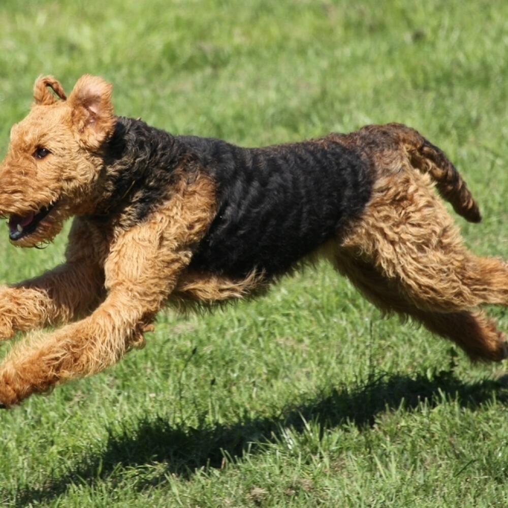 Airedale terrier