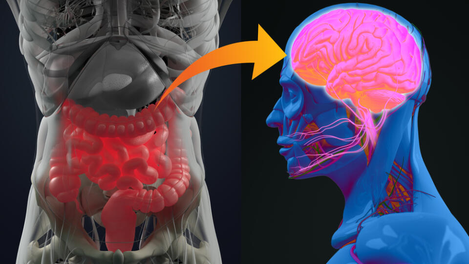 Gut-brain,Connection,Or,Gut,Brain,Axis.,Concept,Art,Showing,A