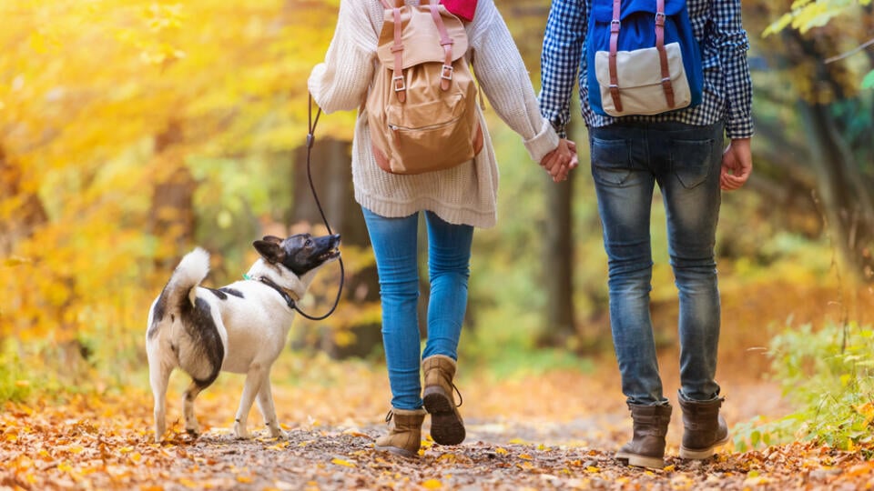 Beautiful,Young,Couple,On,A,Walk,In,Autumn,Forest