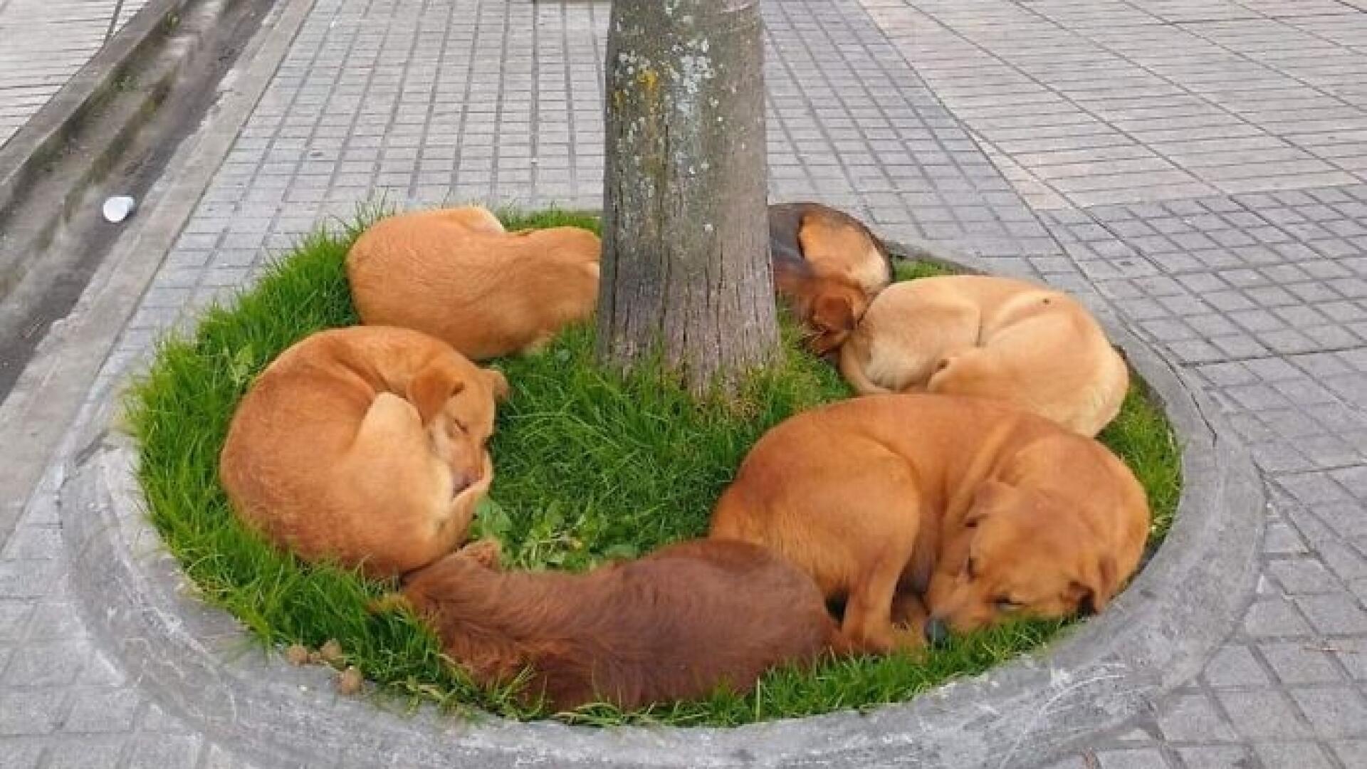 /5.Homeless dogs take shelter under roadside trees, forming a circle while sleeping next to each other, showing warmth that makes passersby feel sad. ‎ ‎