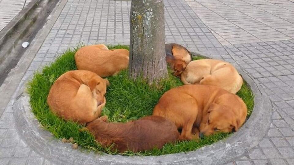 Na stránke Important Animal Images nájdete naozaj zaujímavé fotografie zvierat.