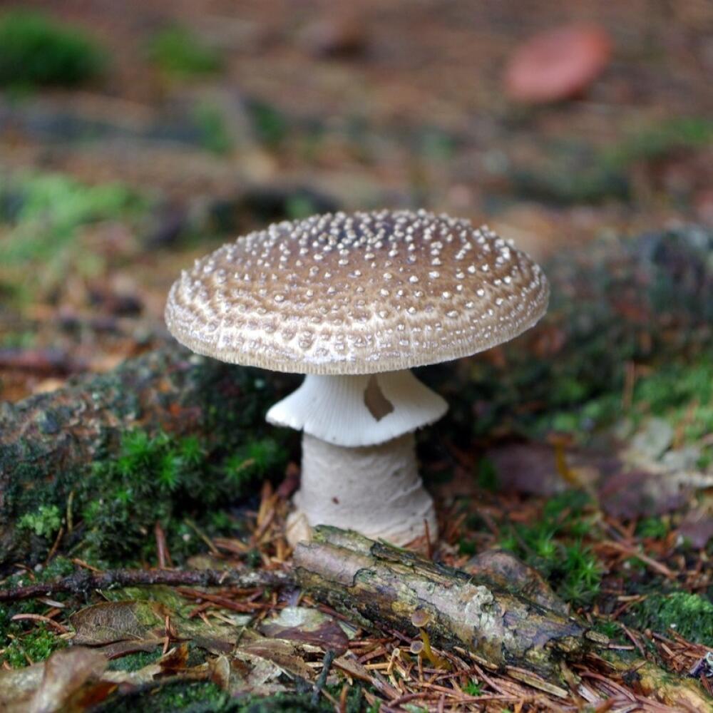 Muchomůrka tygrovaná (Amanita pantherina)