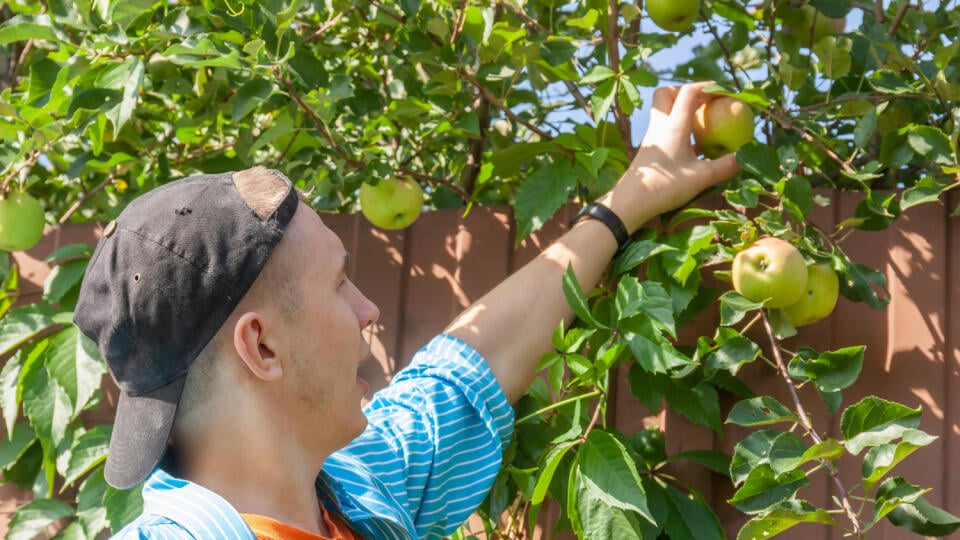 Pamätajte, že oberanie plodov z cudzieho stromu môže byť v krajnom prípade podľa výšky spôsobenej škody posudzované ako trestný čin krádeže, ak hodnota všetkých obratých plodov prevýši 266 €.

