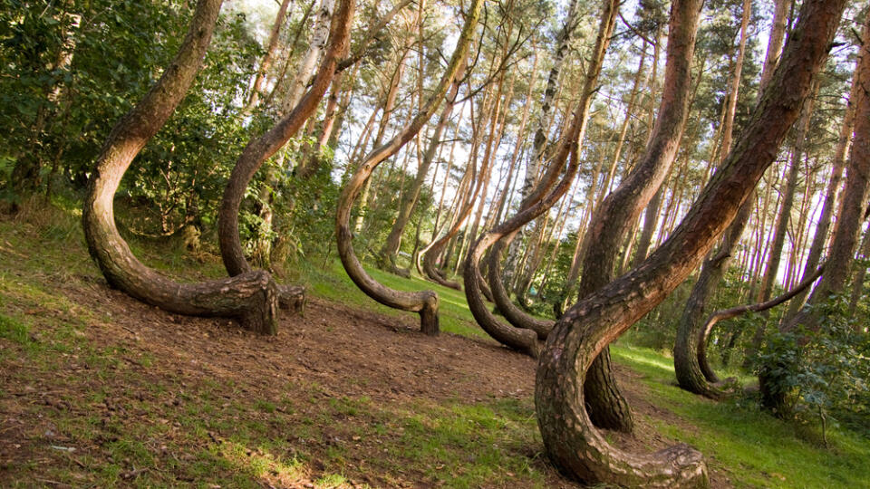 Curved,Forest,Reserve,In,Poland