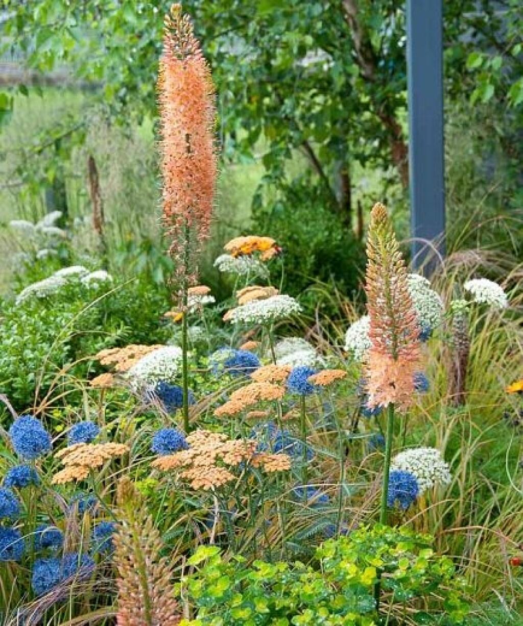 Kontrastná kombinácia oranžovej fakle (Eremurus), jemnej divej mrkvy, rebríčka a okrasných cesnakov.