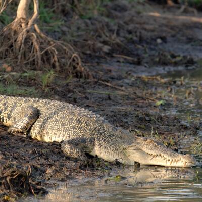 ZÁZRAK v zoologickej záhrade: Samička krokodíla otehotnela bez OPLODNENIA samcom!