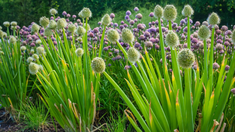 Podľa správnosti cesnak zimný (Allium fistulosum) sa k nám dostal z Ďalekého východu. Je to trvalka, ktorá znesie nízke teploty priamo na stanovišti.