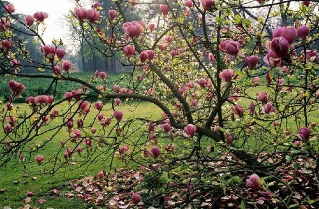 Voňavé purpurové kvety má odroda ‘Rustica Rubra’.