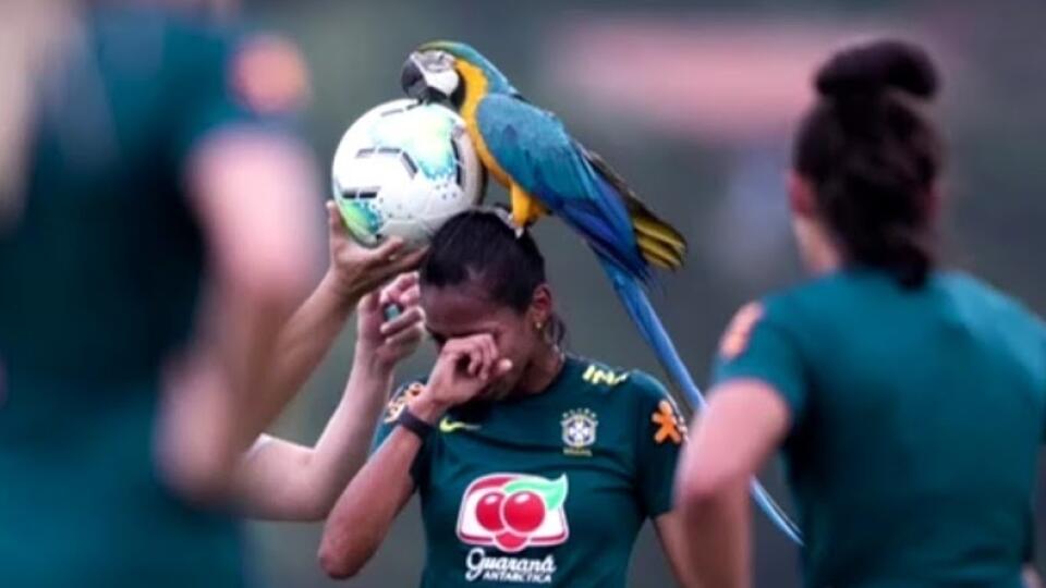 Papagáj na futbale.