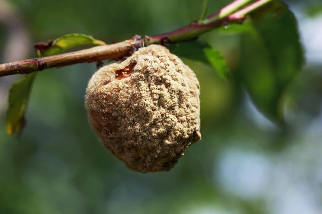 Dbajte na prebierku marhúľ.