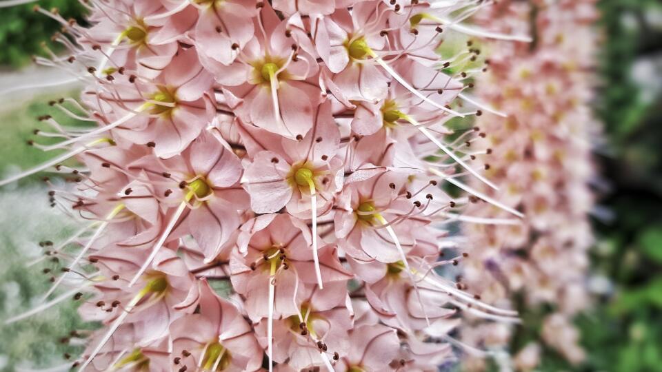 Fakľa stepná (Eremurus robustus)